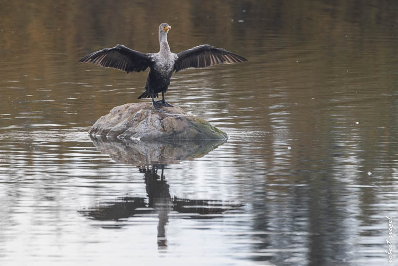 emily renzel wetlands 2024